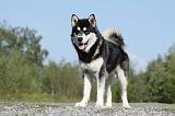 ALASKAN MALAMUTE 394